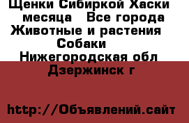 Щенки Сибиркой Хаски 2 месяца - Все города Животные и растения » Собаки   . Нижегородская обл.,Дзержинск г.